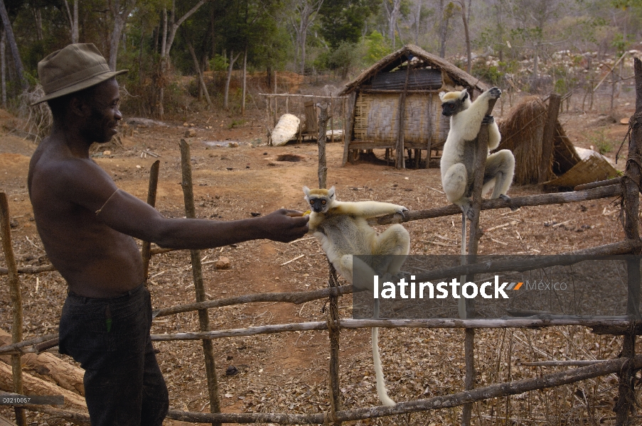 Sifaka (Propithecus tattersalli) coronado de oro hombre par alimentadas por malgache, especies en pe