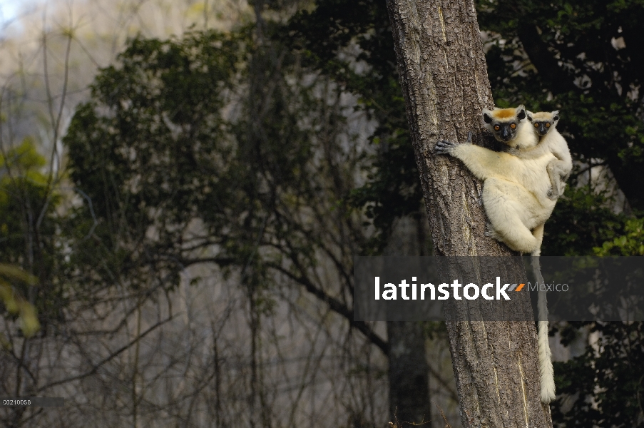 Oro-coronada Sifaka (Propithecus tattersalli) madre con bebé aferrándose a su espalda, peligro de ex