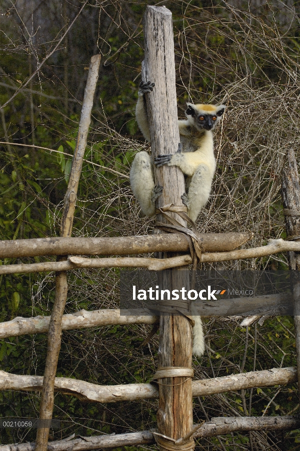 Sifaka coronado de oro (Propithecus tattersalli) sentado en la valla del corral, en peligro crítico,