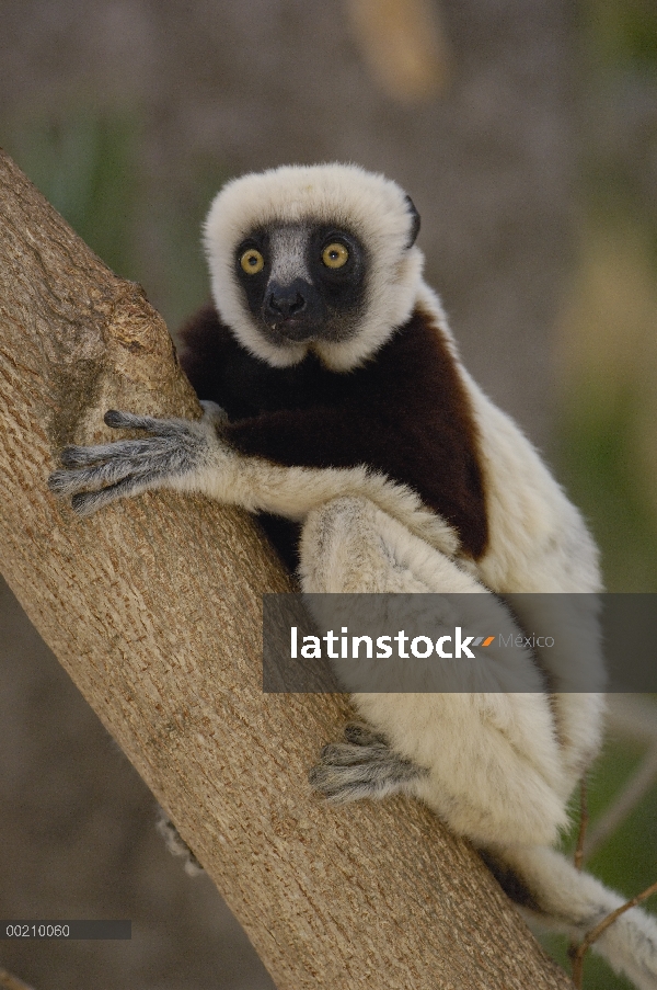 Sifaka de Coquerel (Propithecus coquereli) en bosque deciduo occidental, reserva de naturaleza estri