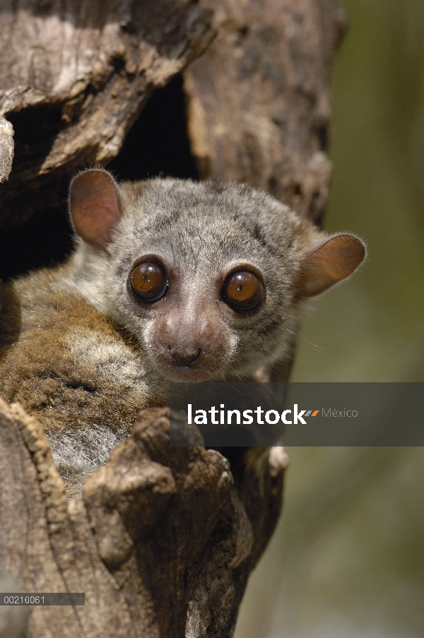 Lemur de Milne-Edward Sportive (Lepilemur edwardsi) leerlo fuera del árbol, endémico, Daraina, Madag