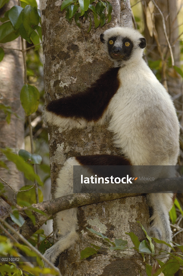 Sifaka de Coquerel (Propithecus coquereli) en bosque deciduo occidental, reserva de naturaleza estri