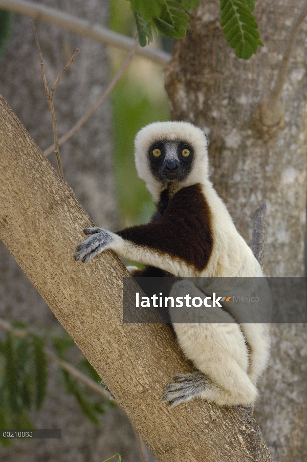 Sifaka (Propithecus coquereli) occidental bosque caducifolio de la Coquerel, reserva de naturaleza e