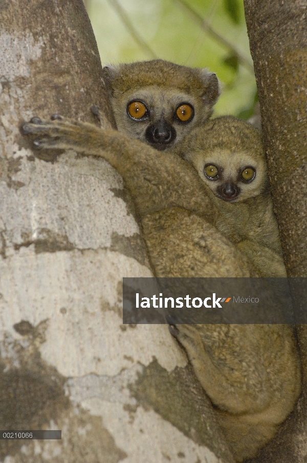 Madre de Avahi Lemur (Avahi occidentalis) con infantil, vulnerables, endémicas de bosque deciduo occ