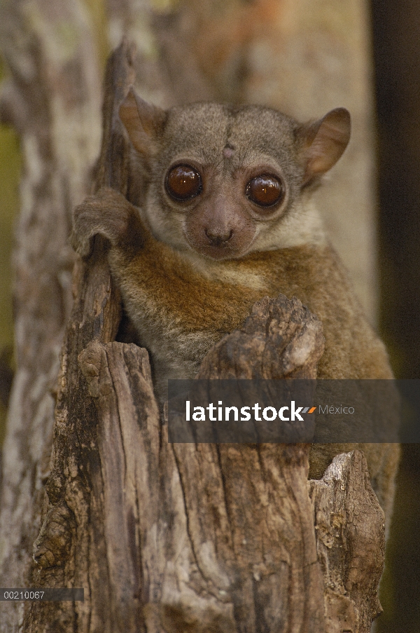 Retrato de Lemur Sportive (Lepilemur edwardsi) de Milne-Edward, endémica, reserva de Ankarafantsika,