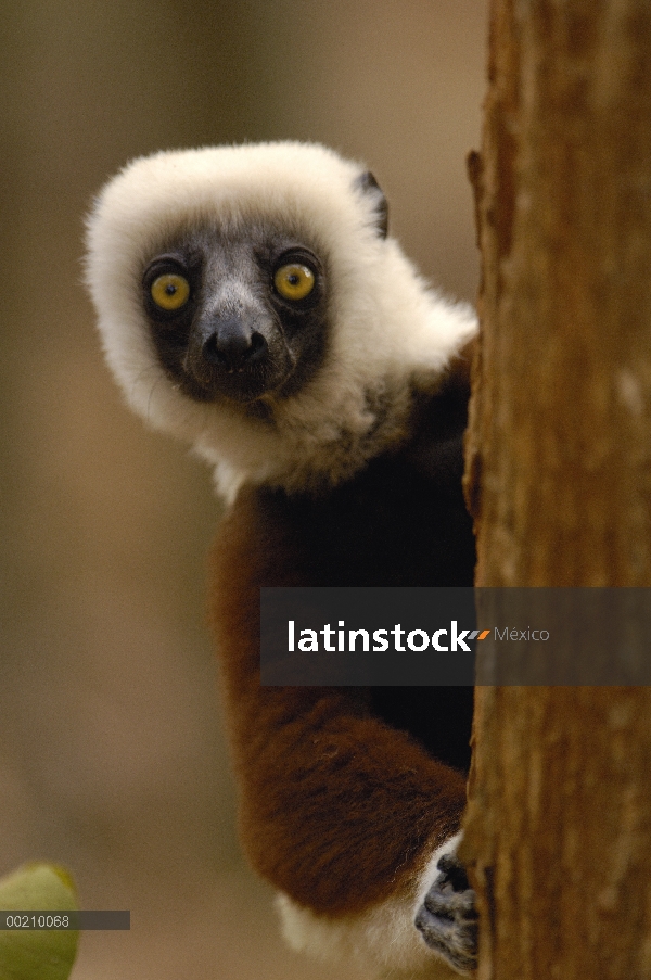 Sifaka de Coquerel (Propithecus coquereli) en bosque deciduo occidental, reserva de naturaleza estri