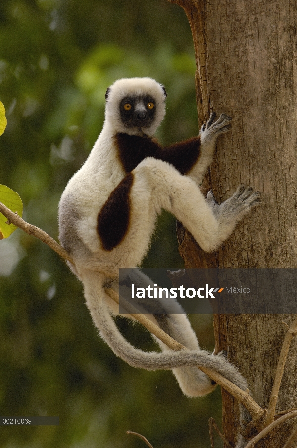 Sifaka de Coquerel (Propithecus coquereli) en bosque deciduo occidental, reserva de naturaleza estri