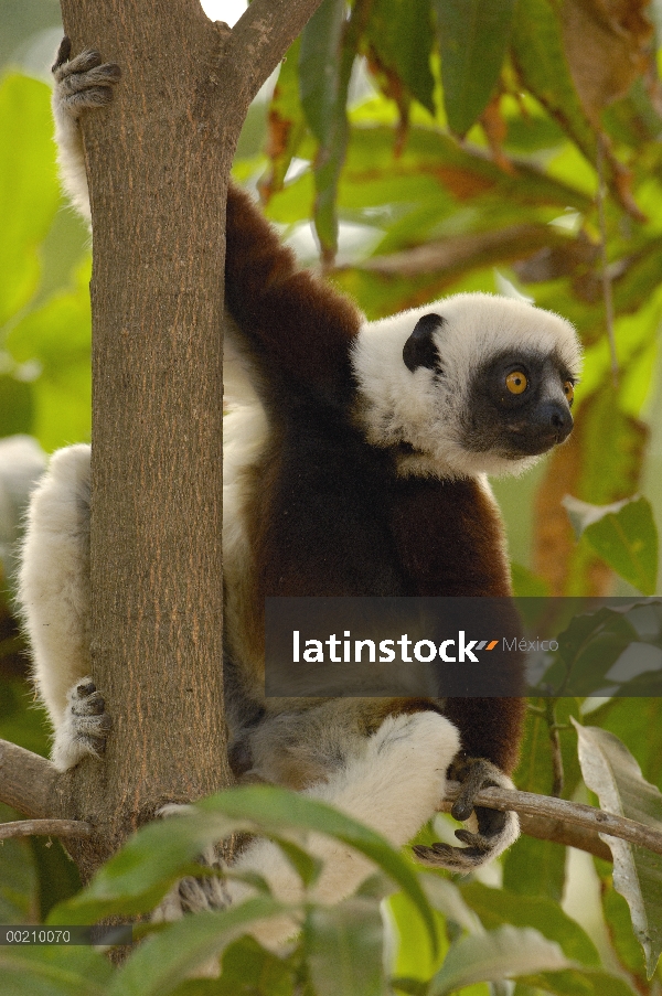 Sifaka de Coquerel (Propithecus coquereli) en bosque deciduo occidental, reserva de naturaleza estri