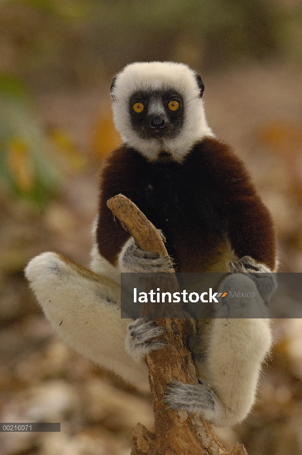 Sifaka de Coquerel (Propithecus coquereli) en bosque deciduo occidental, reserva de naturaleza estri