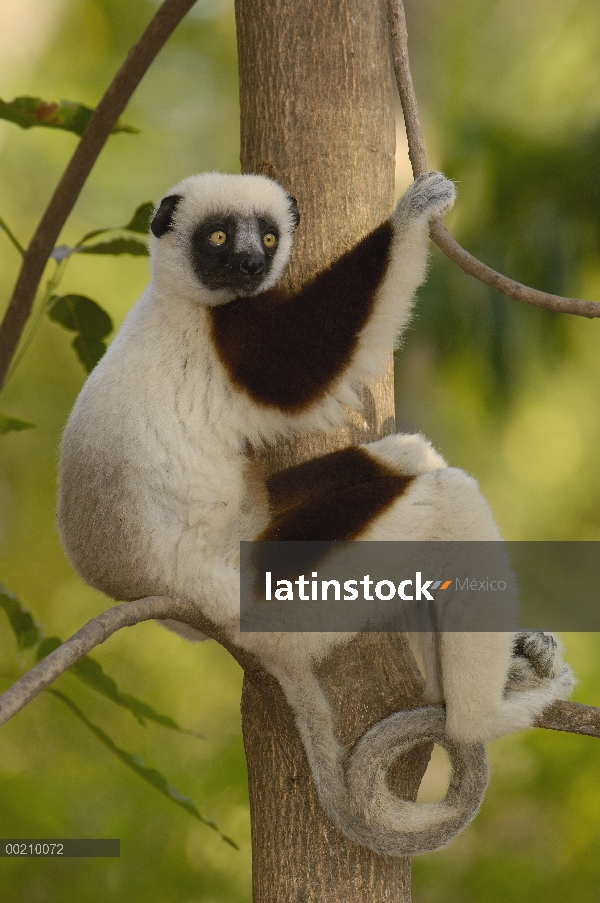 Sifaka de Coquerel (Propithecus coquereli) en bosque deciduo occidental, reserva de naturaleza estri