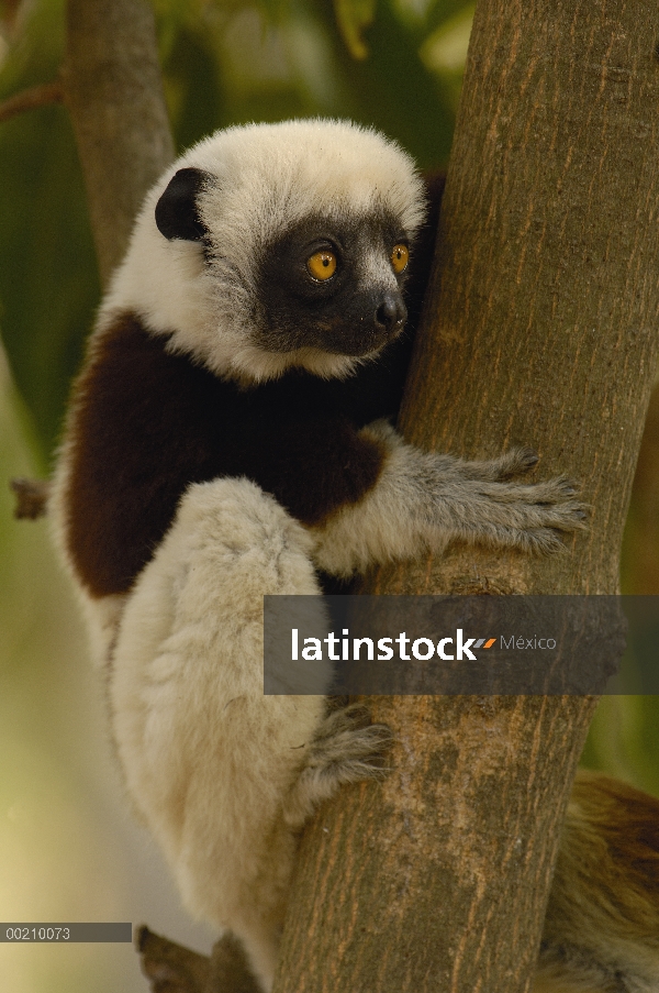 Sifaka de Coquerel (Propithecus coquereli) en bosque deciduo occidental, reserva de naturaleza estri