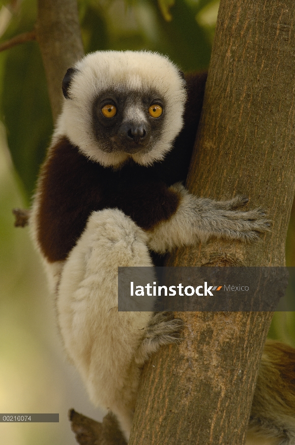 Sifaka de Coquerel (Propithecus coquereli) en bosque deciduo occidental, reserva de naturaleza estri