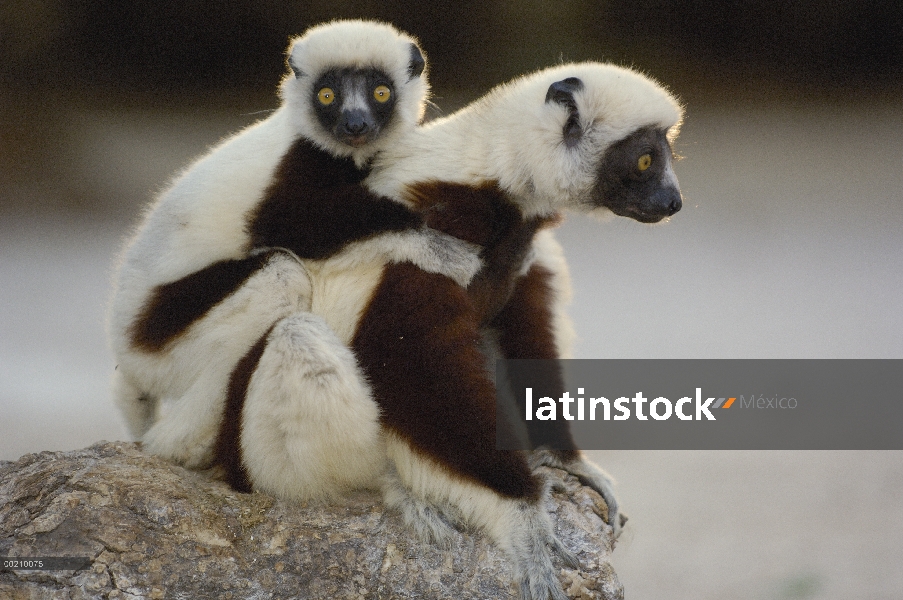 De la Coquerel Sifaka (Propithecus coquereli) madre y bebé, reserva de naturaleza estricta de Ankara