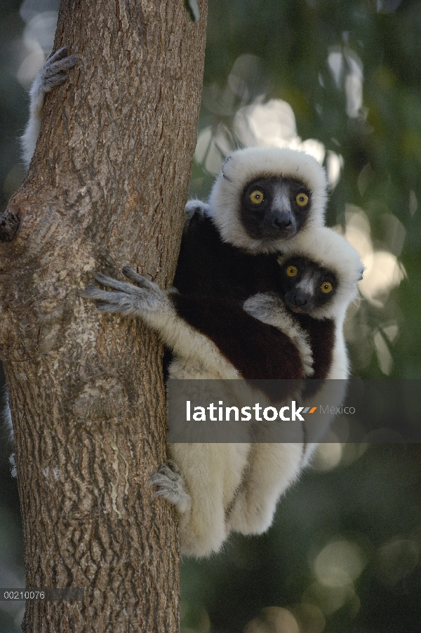 De la Coquerel Sifaka (Propithecus coquereli) madre y bebé, reserva de naturaleza estricta de Ankara