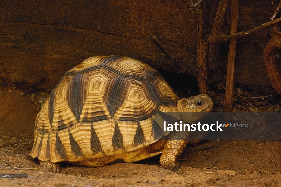 Reja de tortuga (Geochelone yniphora) o tortuga angulada de Madagascar, juvenil, retrato, una de las