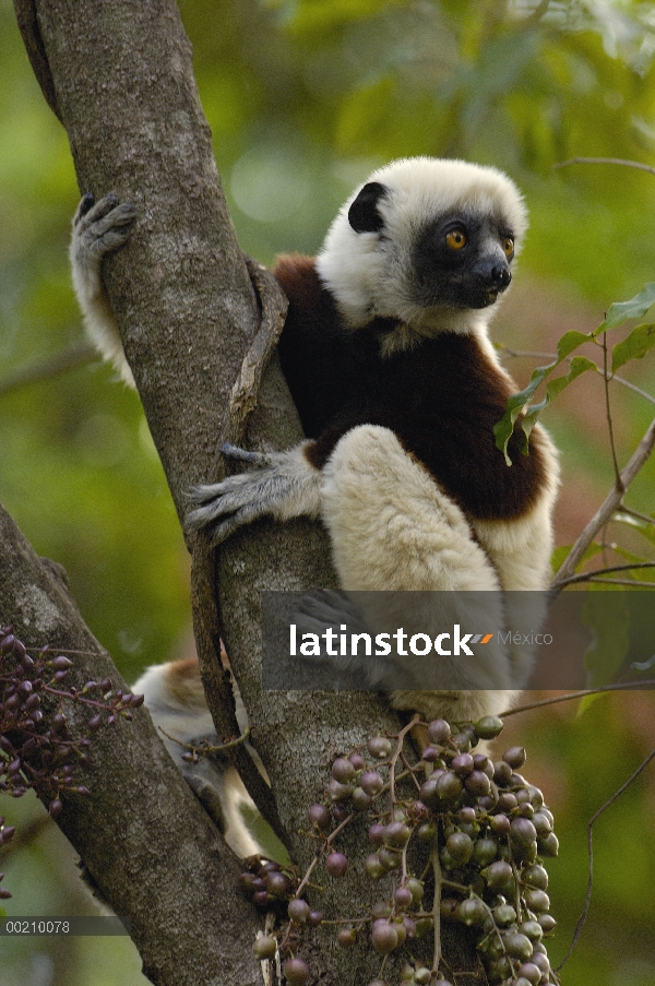 Sifaka de Coquerel (Propithecus coquereli) alimentándose de fruta de bosque deciduo occidental árbol