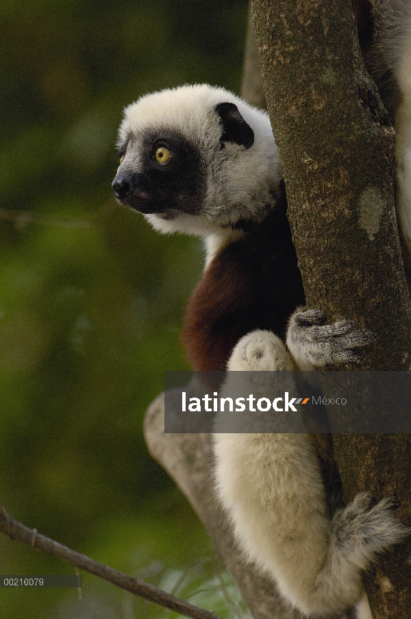 Sifaka (Propithecus coquereli) occidental bosque caducifolio de la Coquerel, reserva de naturaleza e