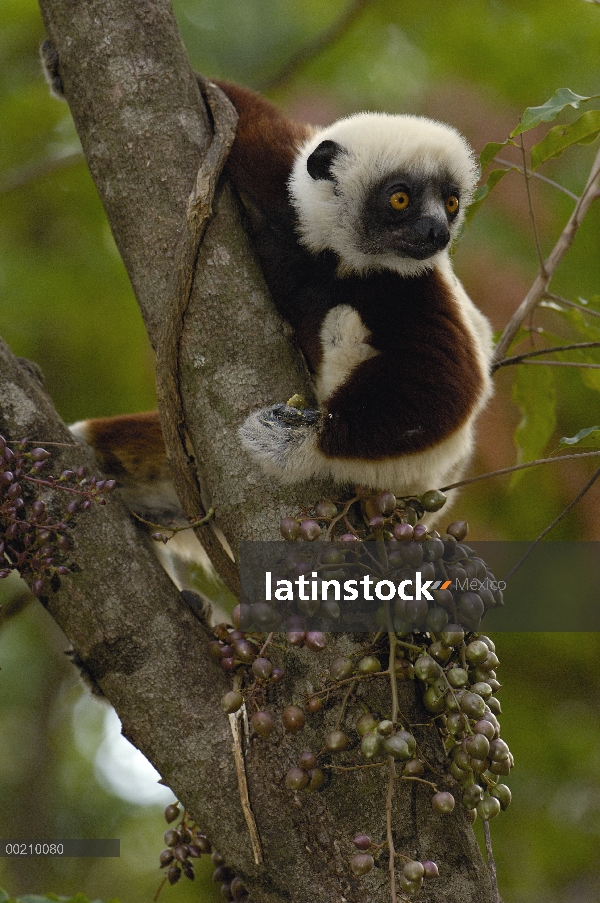 Sifaka de Coquerel (Propithecus coquereli) alimentándose de fruta de bosque deciduo occidental árbol