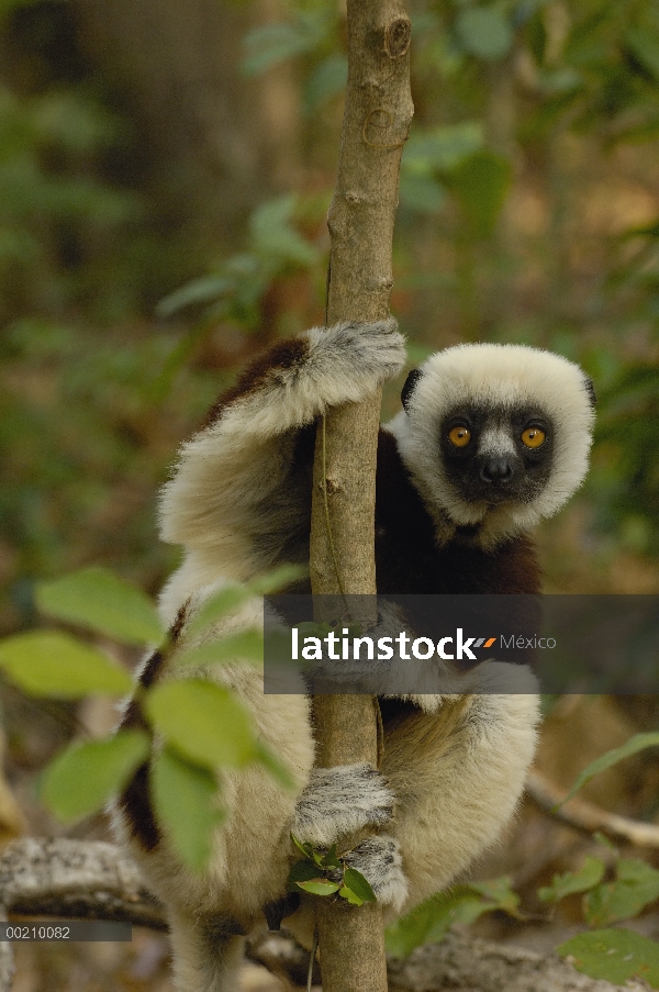 Sifaka (Propithecus coquereli) occidental bosque caducifolio de la Coquerel, reserva de naturaleza e