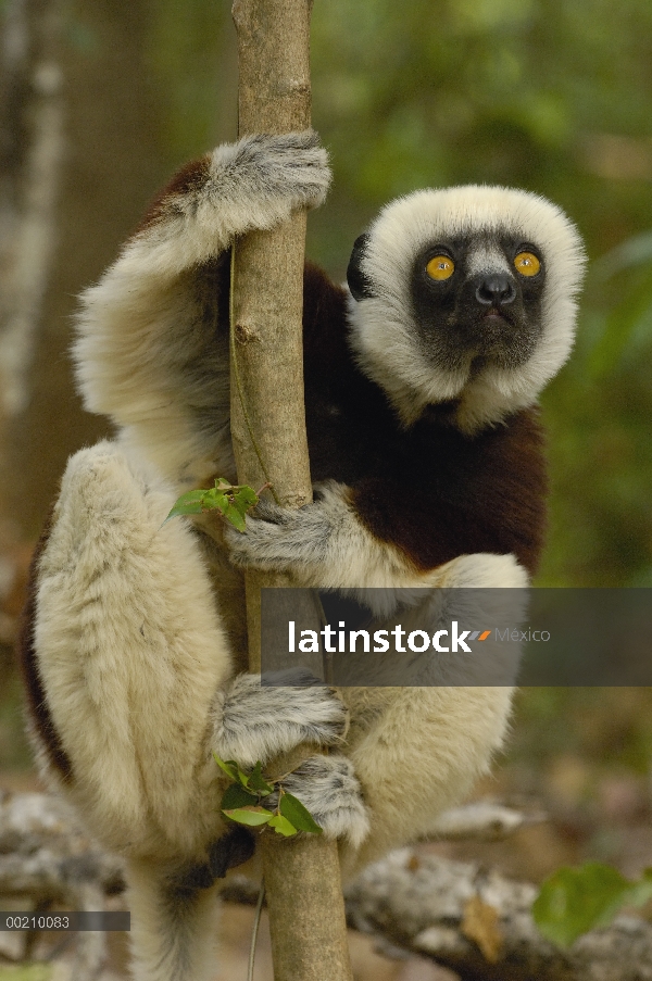 Sifaka (Propithecus coquereli) occidental bosque caducifolio de la Coquerel, reserva de naturaleza e