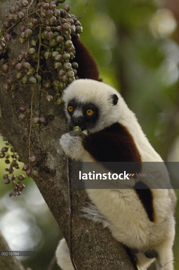 Sifaka de Coquerel (Propithecus coquereli) alimentándose de fruta de bosque deciduo occidental árbol