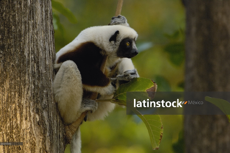 Sifaka (Propithecus coquereli) occidental bosque caducifolio de la Coquerel, reserva de naturaleza e