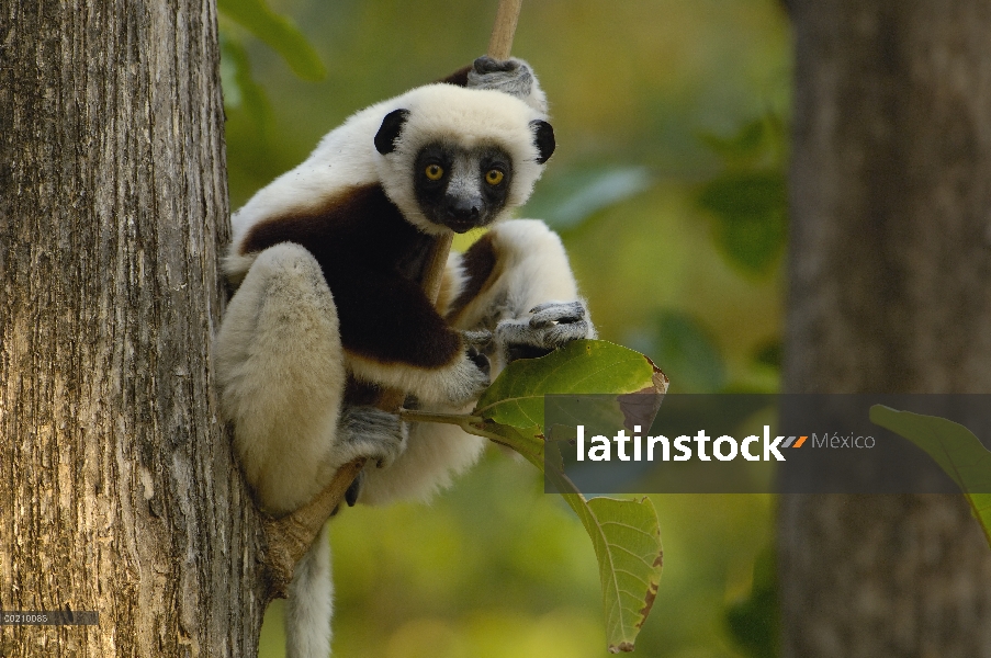 Sifaka (Propithecus coquereli) occidental bosque caducifolio de la Coquerel, reserva de naturaleza e