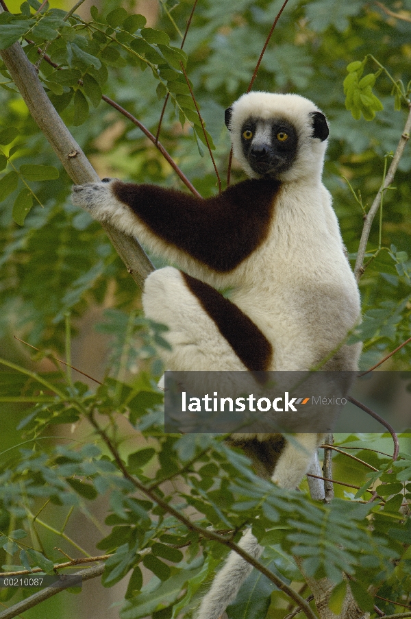 Sifaka de Coquerel (Propithecus coquereli) en bosque deciduo occidental, reserva de naturaleza estri