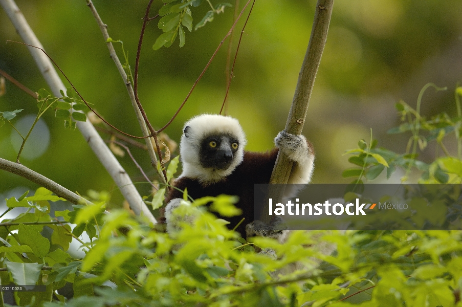 Sifaka de Coquerel (Propithecus coquereli) alimentándose de fruta de bosque deciduo occidental árbol