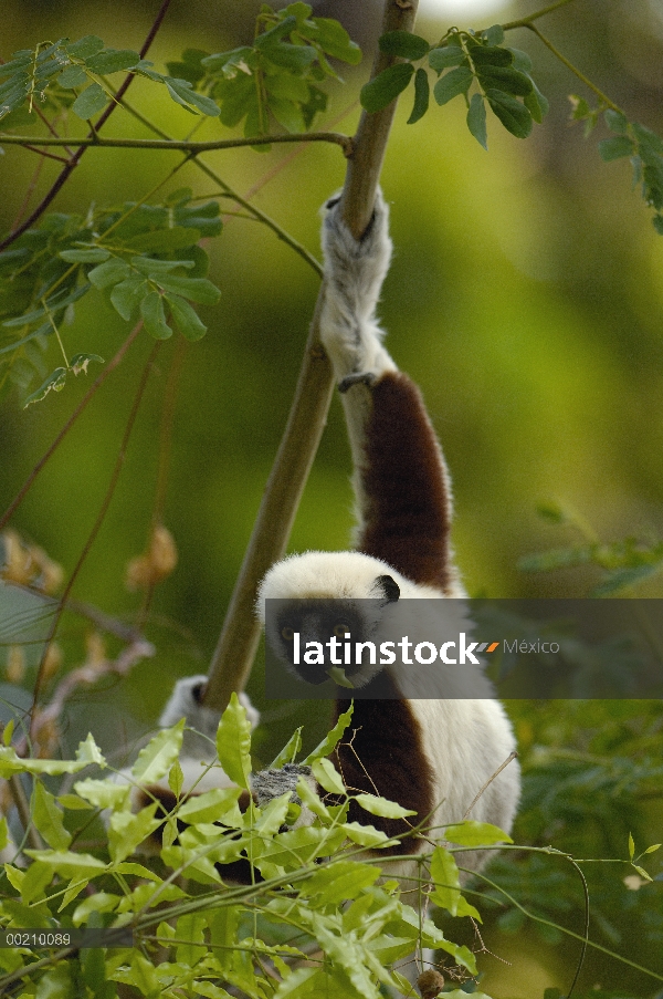 Sifaka de Coquerel (Propithecus coquereli) alimentándose de fruta de bosque deciduo occidental árbol