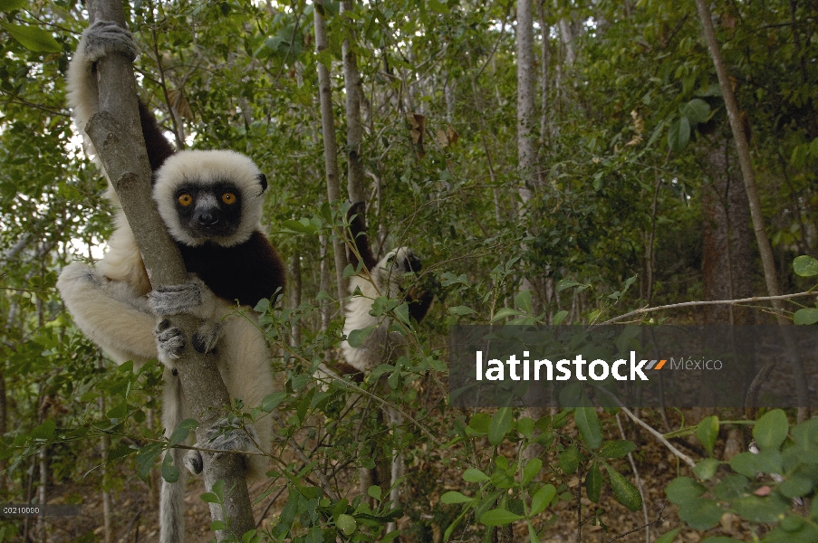 Sifaka de Coquerel (Propithecus coquereli), bosque deciduo occidental, naturaleza estricta reserva, 