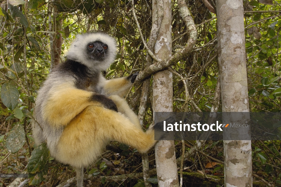 Stephanophorus Sifaka (Propithecus diadema), Parque Nacional de Mantadia, Madagascar