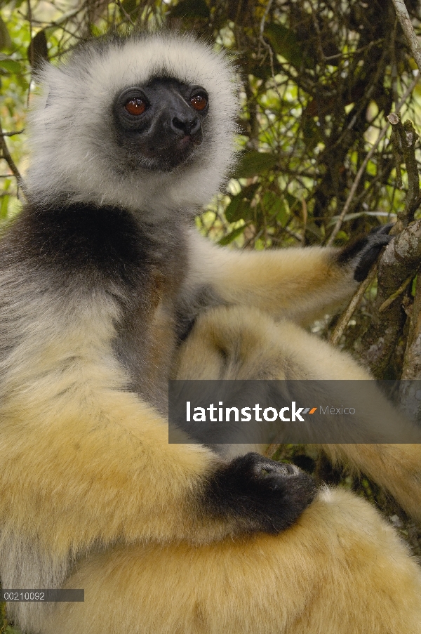 Stephanophorus Sifaka (Propithecus diadema), Parque Nacional de Mantadia, Madagascar