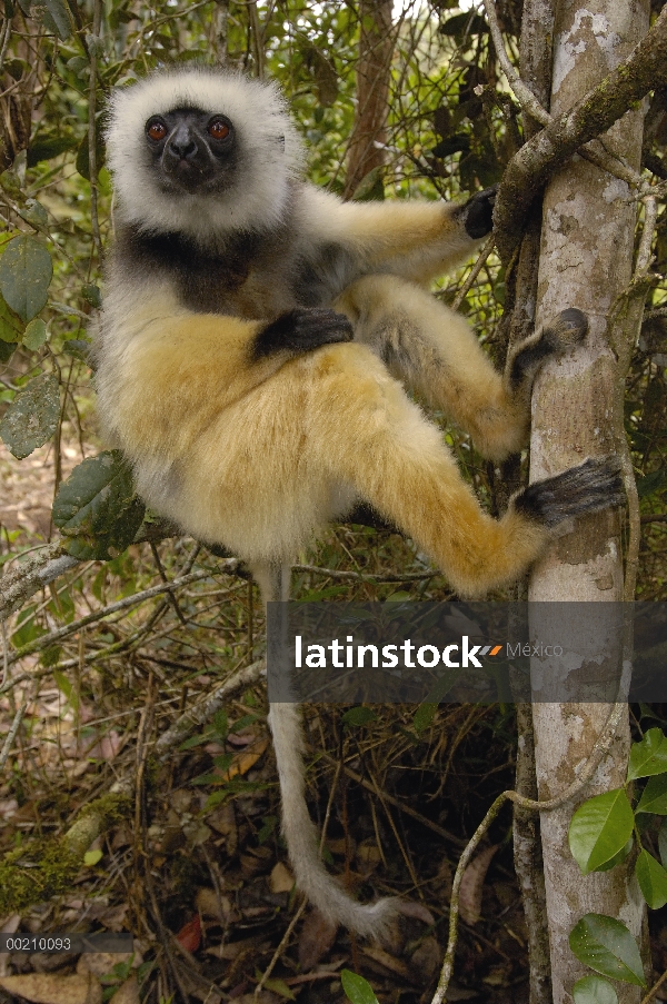 Stephanophorus Sifaka (Propithecus diadema), Parque Nacional de Mantadia, Madagascar