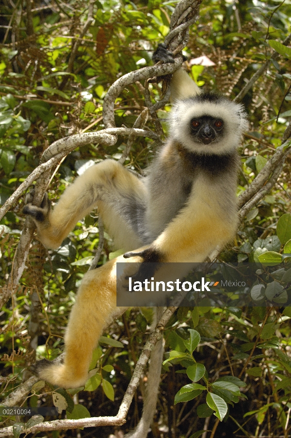 Stephanophorus Sifaka (Propithecus diadema), Parque Nacional de Mantadia, Madagascar