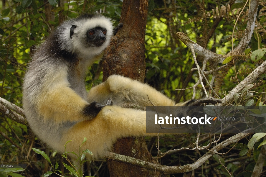 Stephanophorus Sifaka (Propithecus diadema), Parque Nacional de Mantadia, Madagascar