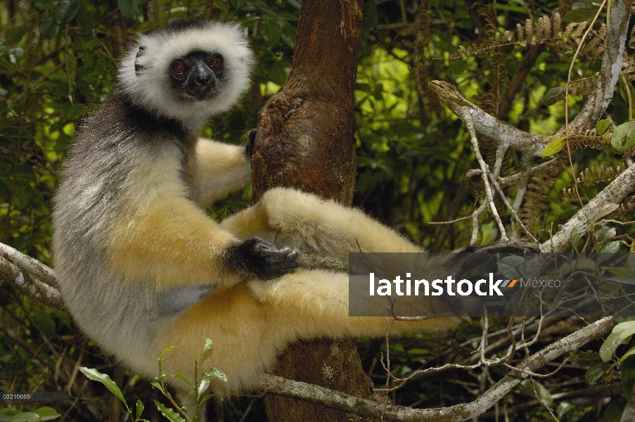 Stephanophorus Sifaka (Propithecus diadema), Parque Nacional de Mantadia, Madagascar