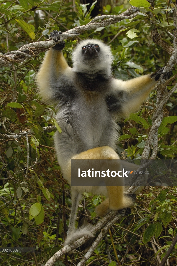 Stephanophorus Sifaka (Propithecus diadema), Parque Nacional de Mantadia, Madagascar