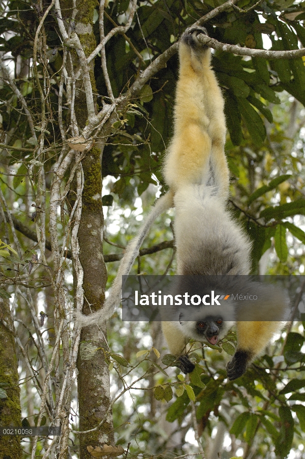 Stephanophorus Sifaka (Propithecus diadema), Parque Nacional de Mantadia, Madagascar