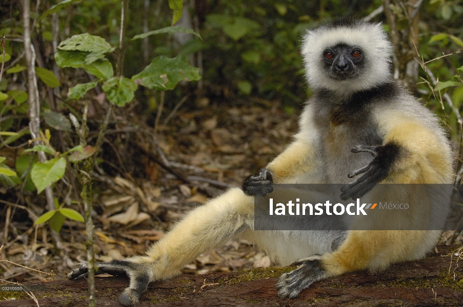 Stephanophorus Sifaka (Propithecus diadema), Parque Nacional de Mantadia, Madagascar