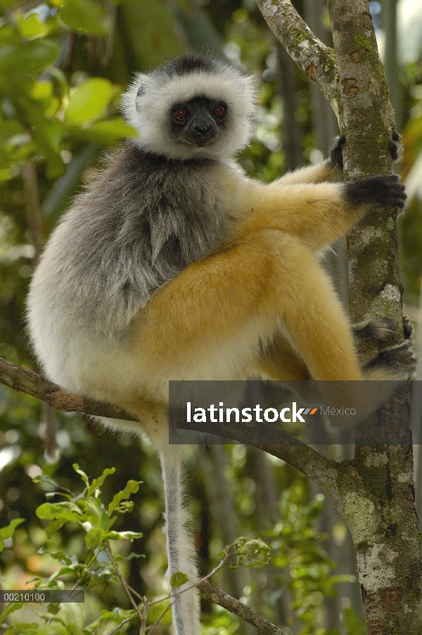 Stephanophorus Sifaka (Propithecus diadema), Parque Nacional de Mantadia, Madagascar