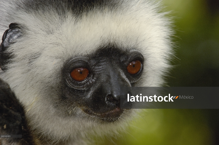 Stephanophorus Sifaka (Propithecus diadema), Parque Nacional de Mantadia, Madagascar