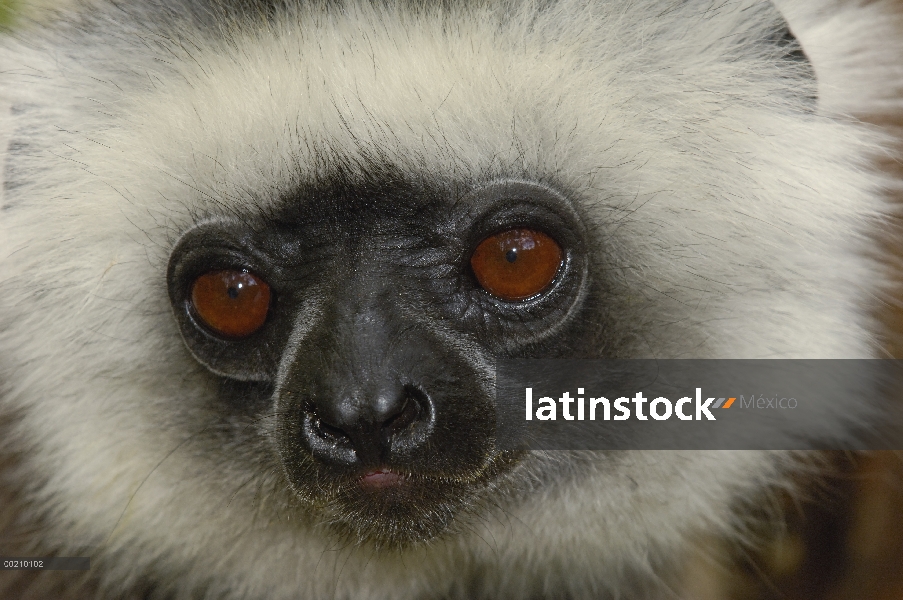 Stephanophorus Sifaka (Propithecus diadema), Parque Nacional de Mantadia, Madagascar