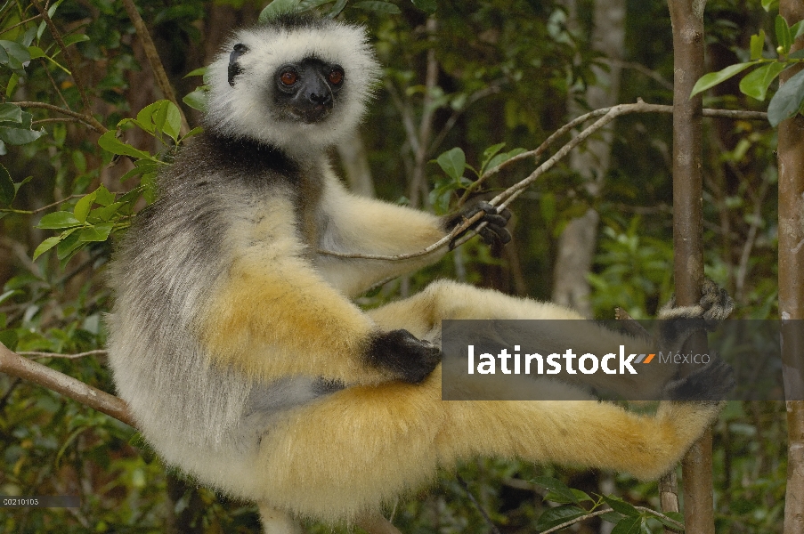 Stephanophorus Sifaka (Propithecus diadema), Parque Nacional de Mantadia, Madagascar