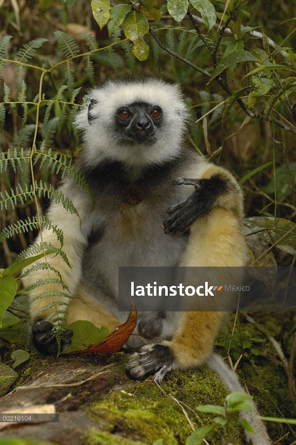 Stephanophorus Sifaka (Propithecus diadema), Parque Nacional de Mantadia, Madagascar