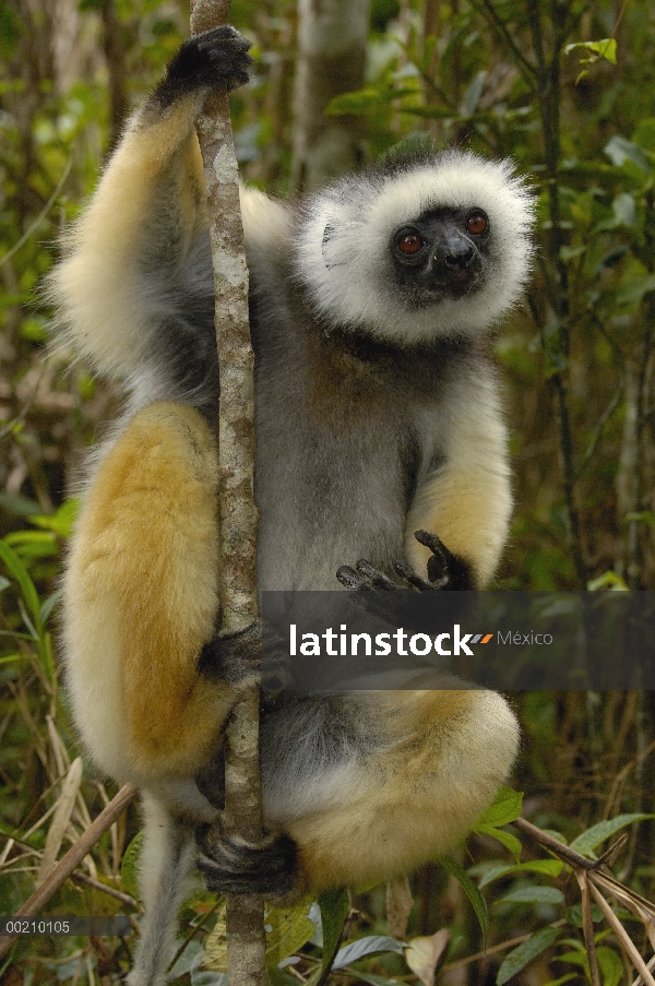 Stephanophorus Sifaka (Propithecus diadema), Parque Nacional de Mantadia, Madagascar