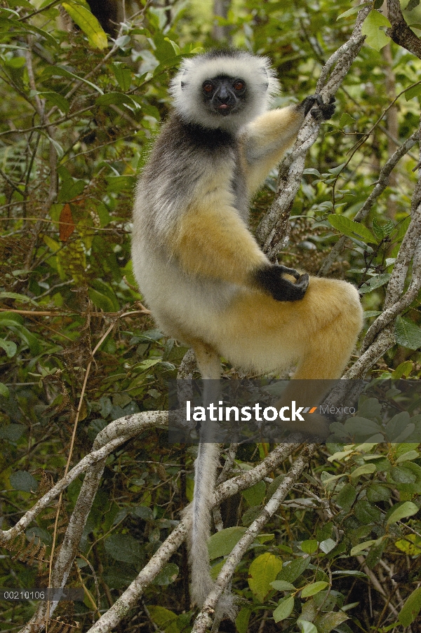 Stephanophorus Sifaka (Propithecus diadema), Parque Nacional de Mantadia, Madagascar