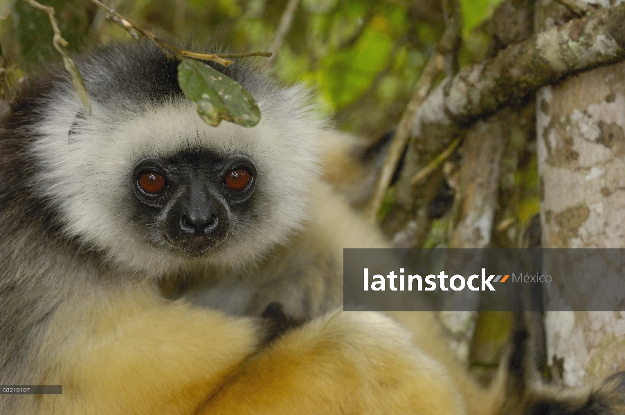 Stephanophorus Sifaka (Propithecus diadema), Parque Nacional de Mantadia, Madagascar