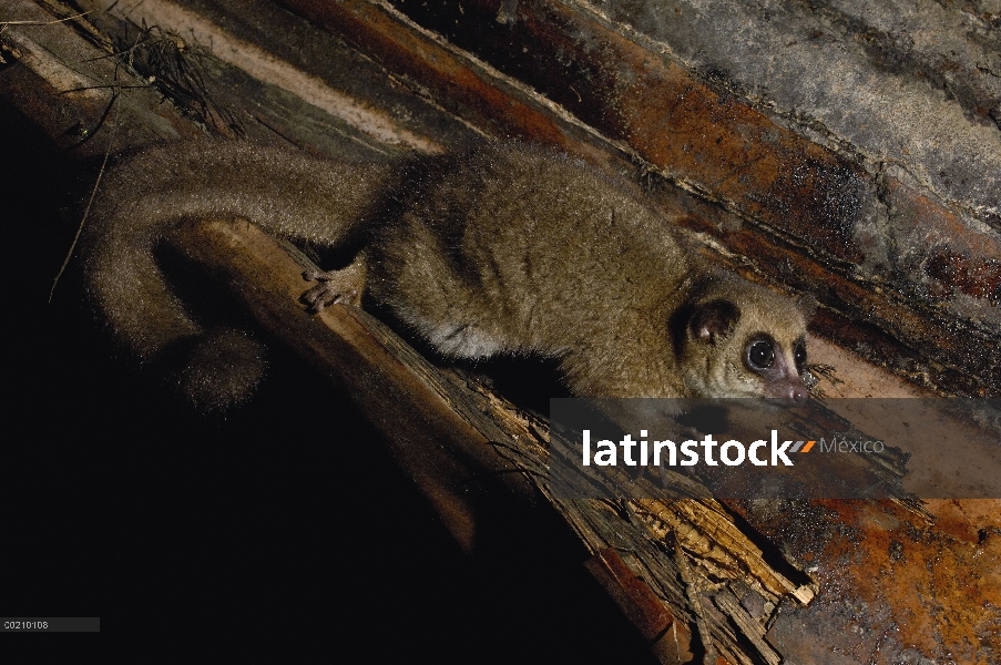 Mayor Lemur enano (Cheirogaleus principales) en el registro, reserva especial de Perinet, Madagascar