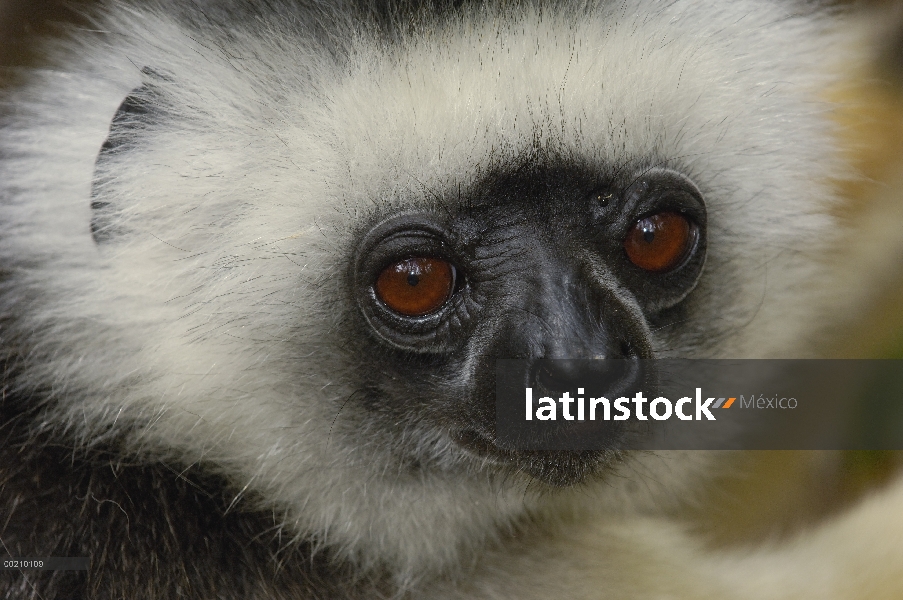 Stephanophorus Sifaka (Propithecus diadema), Parque Nacional de Mantadia, Madagascar